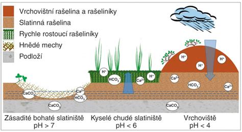 Vznik rašeliny v rašelinisku