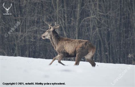 Jeleň s rozsiahlym parožím