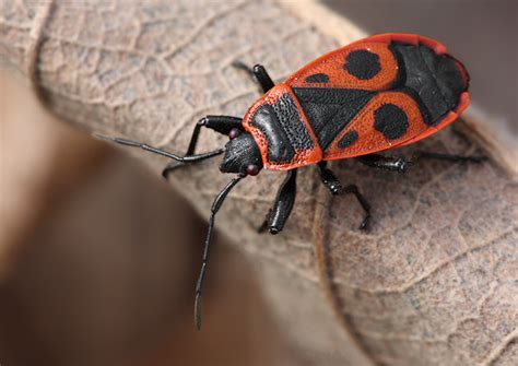 Cifruša bezkrídla (Pyrrhocoris apterus)
