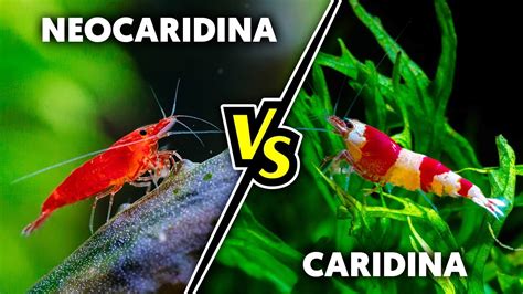 Schéma kríženia kreviet v rámci rodov Neocaridina a Caridina