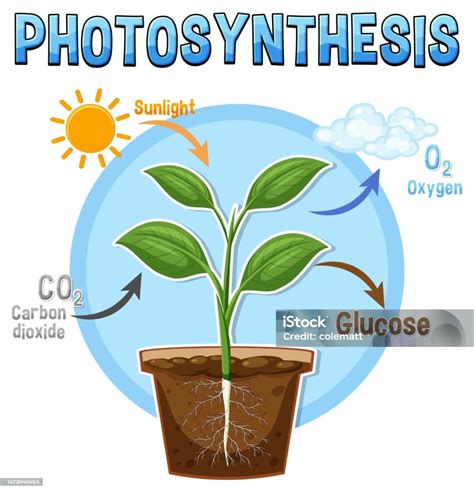 Schéma fotosyntézy s chlorofylom