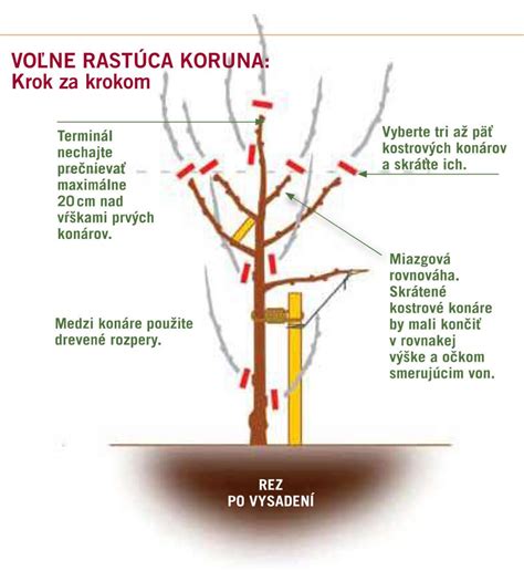 Schéma správneho rezu ovocného stromu