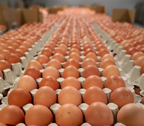 Ilustračná fotografia slepačích vajec