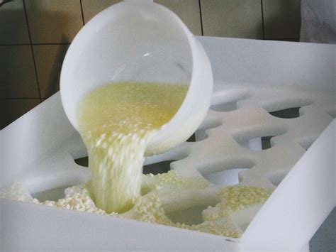 Základné ingrediencie pre výrobu syra