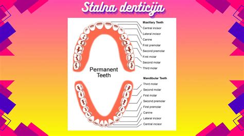 replantácia vybitého zuba