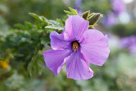 Rôzne farby kvetov ibišteka