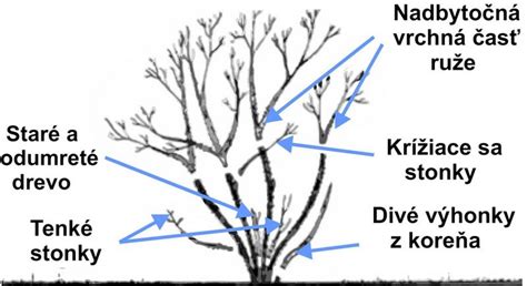 Prerezávanie čínskej ruže