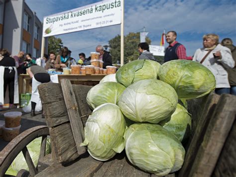 Pohľad na polia, kde sa pestuje Stupavská kapusta