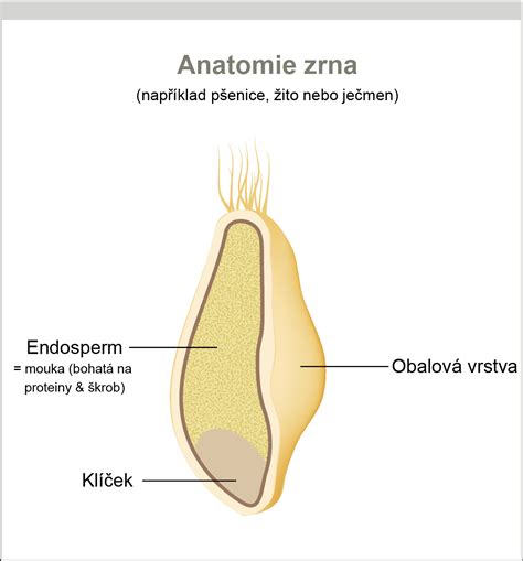 Pšeničné zrno a jeho časti (endosperm)