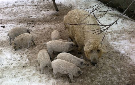 Ošípané plemena Mangalica