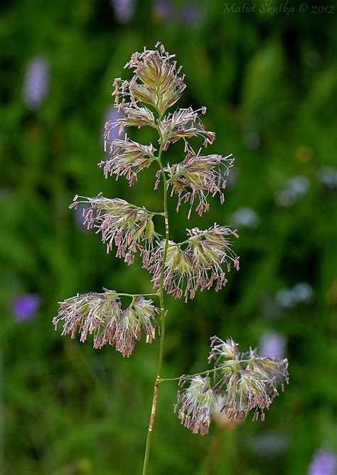 Reznačka laločnatá v prirodzenom prostredí