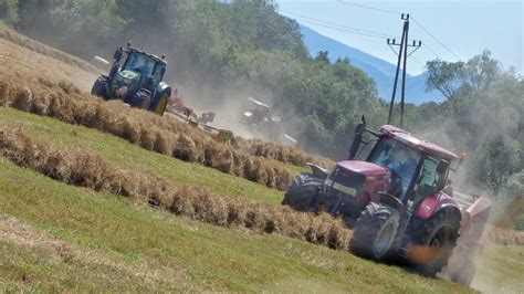 Zber sena z reznačky laločnatej