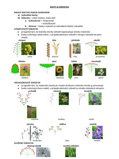 Detail súkvetia reznačky laločnatej