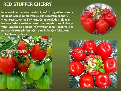 Odrody rajčín a ich tvary
