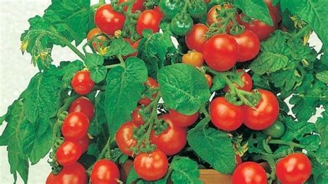 Rozdiel medzi kolíkovými a kríčkovými paradajkami