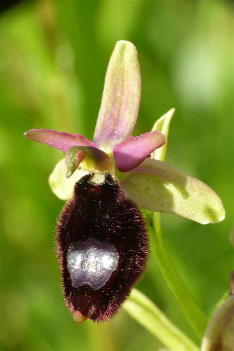 Orchidea rodu Ophrys, ktorá napodobňuje samičku hmyzu