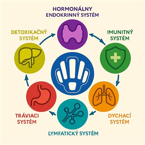 Schéma: Vplyv sóje na hormonálny systém