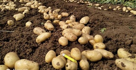 Vlastnosti ideálnej pôdy pre zemiaky