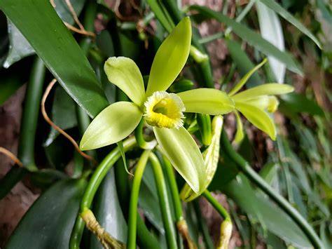 Orchidea Vanilla planifolia a vanilkové struky