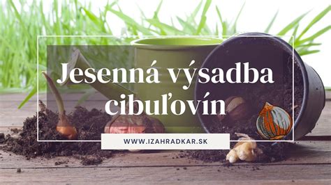 Kalendár výsadby jarných cibuľovín