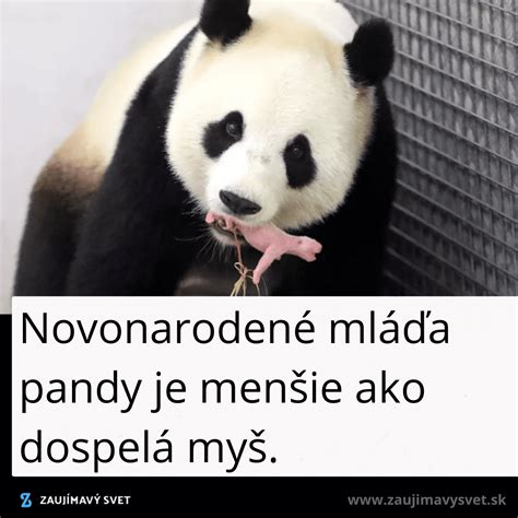 Novonarodené ružové mláďa pandy v inkubátore