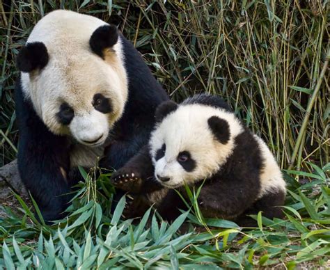 Dojčiaca panda matka s mláďaťom