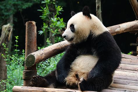 Habitat pandy veľkej s bambusovými lesmi