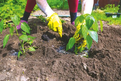 správna výsadba priesad rajčín