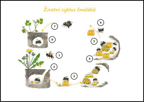 cyklus života rajčiaka