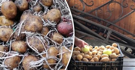 Skladovanie sladkých zemiakov