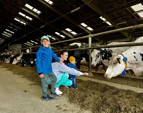 Tradičná švajčiarska farma s pasúcimi sa kravami a výrobnými budovami
