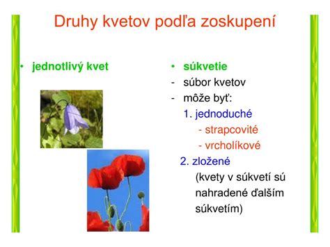 Typy kvetov granátovníka