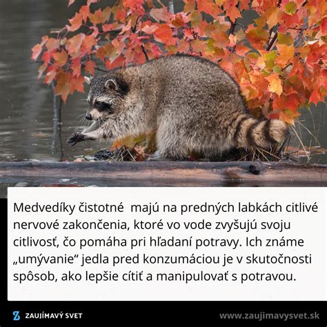 Mýval umýva potravu vo vode