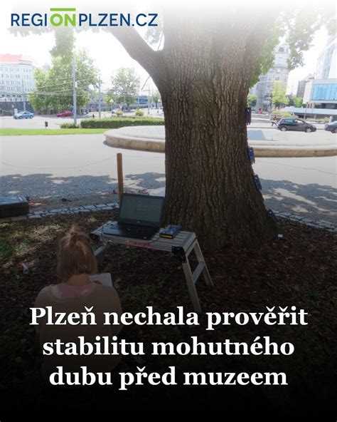 Fotografia mohutného dubu v Lednicko-valtickom areáli