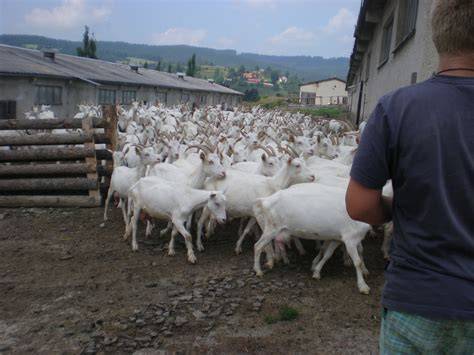 Kozia farma Nad Arem