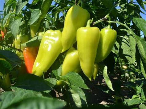 Pestovanie papriky - sadenice