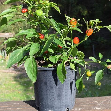 Pestovanie papriky na balkóne v kvetináči