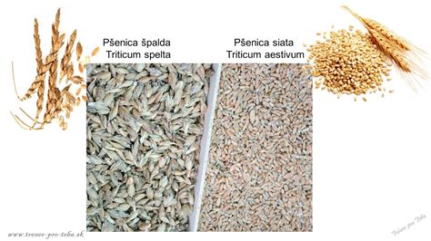 Špalda vs. pšenica - porovnanie zloženia a výhod