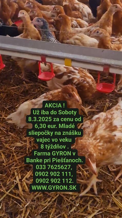 Diagram kloakálneho sexovania kurčiat