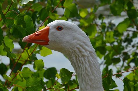 Chov husí na slovenskom dvore