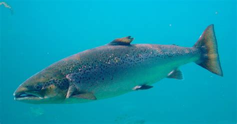 Losos atlantický (Salmo salar)