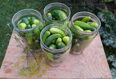 Krásne zavárané uhorky v pohároch