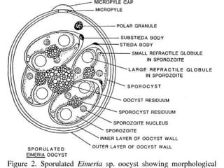 Detailná schéma oocyst Cryptosporidium alebo mikroskopický pohľad
