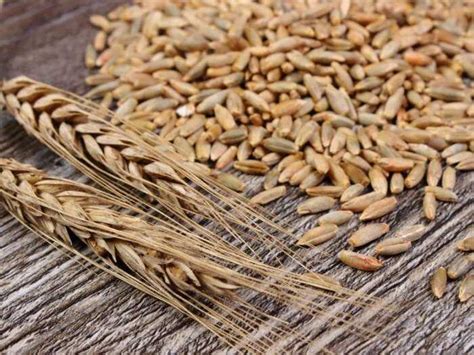 porovnanie nutričných hodnôt celozrnného a bieleho pečiva