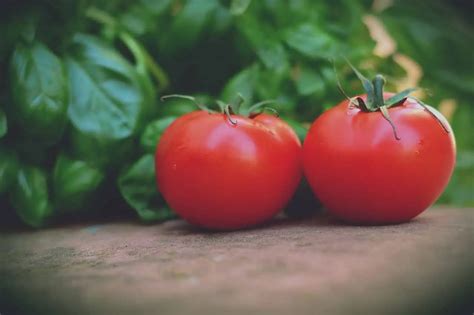 Fotografia rôznych chorôb paradajok