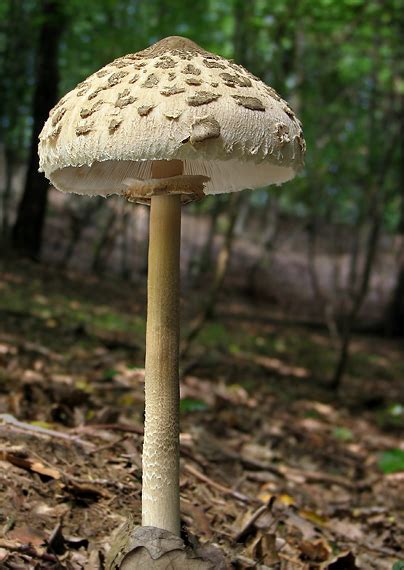 Bedľa vysoká