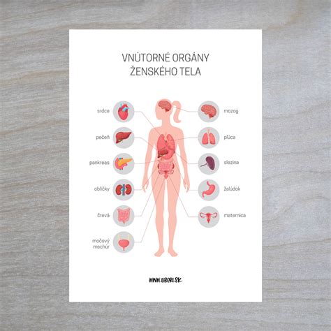 Detoxikačné orgány v ľudskom tele