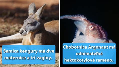 Rozmanitosť druhov morských kreviet
