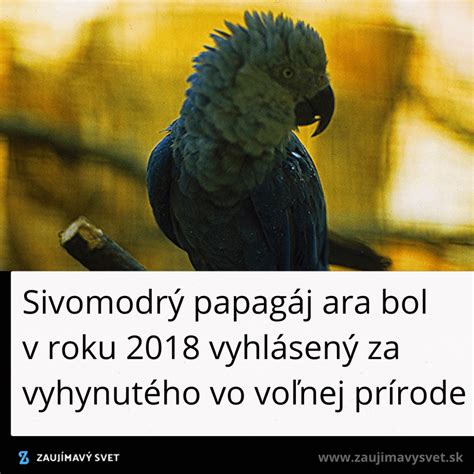 Papagáj vo voľnej prírode