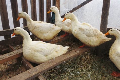 Jazero pripravené pre kačice